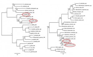 Phylogenetic tree of  Met  and SRC amino acid sequences from U. pugilator , G. lateralis  with other arthropods, based on the 50% majority tree rule from the Bayesian analysis. 